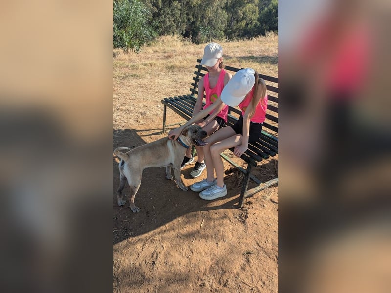 Chapi (Spanien) – ein verschmuster Wonneproppen – sucht neues Zuhause