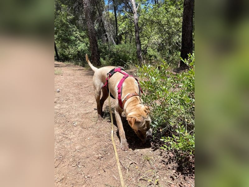 Chapi (Spanien) – ein verschmuster Wonneproppen – sucht neues Zuhause