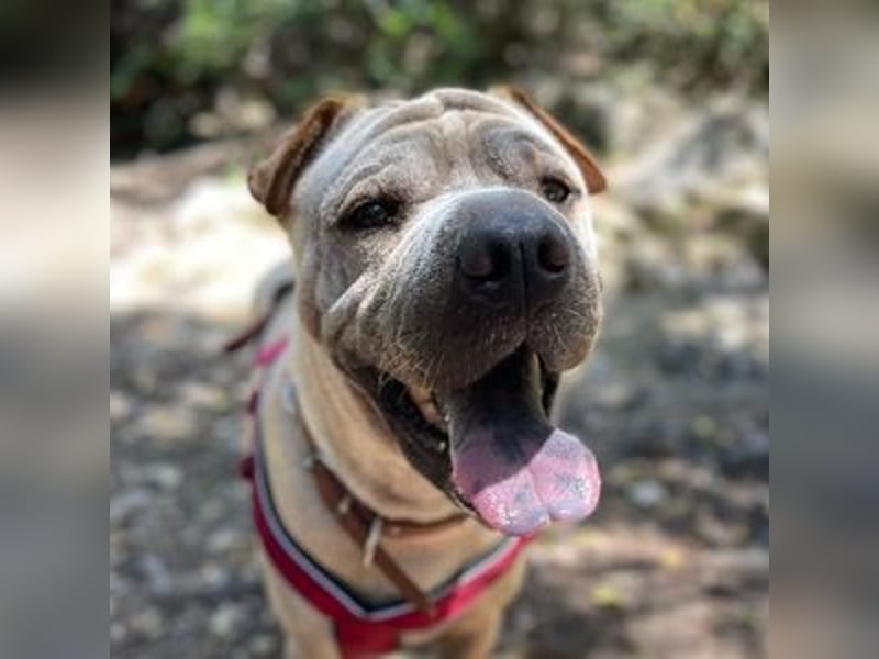 Chapi (Spanien) – ein verschmuster Wonneproppen – sucht neues Zuhause