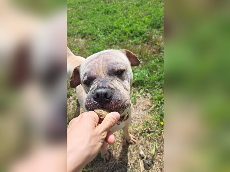 Chapi (Spanien) – ein verschmuster Wonneproppen – sucht neues Zuhause
