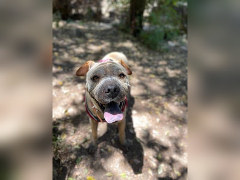 Chapi (Spanien) – ein verschmuster Wonneproppen – sucht neues Zuhause