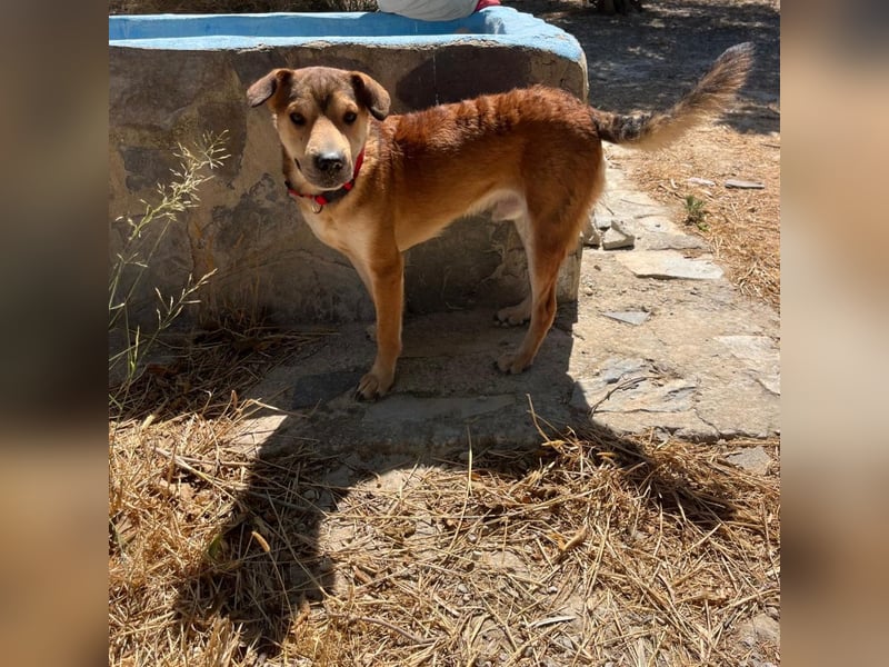 Balou