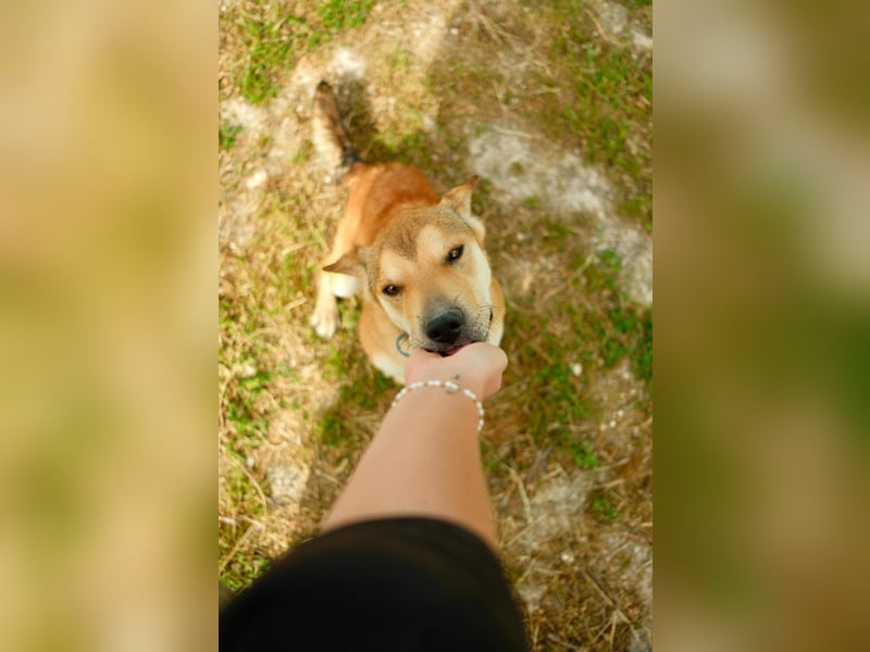 Balou