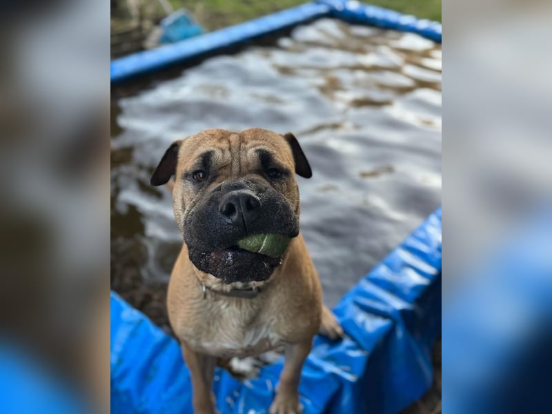 Moncho sucht Pflege- oder Endstelle