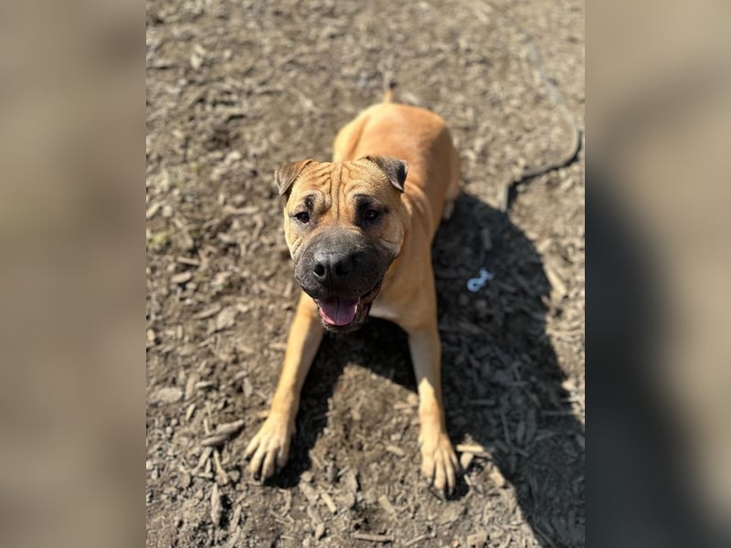 Moncho sucht Pflege- oder Endstelle