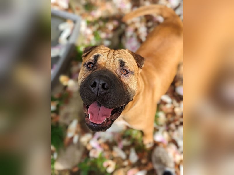 Moncho sucht Pflege- oder Endstelle