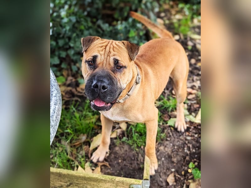 Moncho sucht Pflege- oder Endstelle