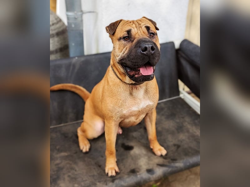 Moncho sucht Pflege- oder Endstelle