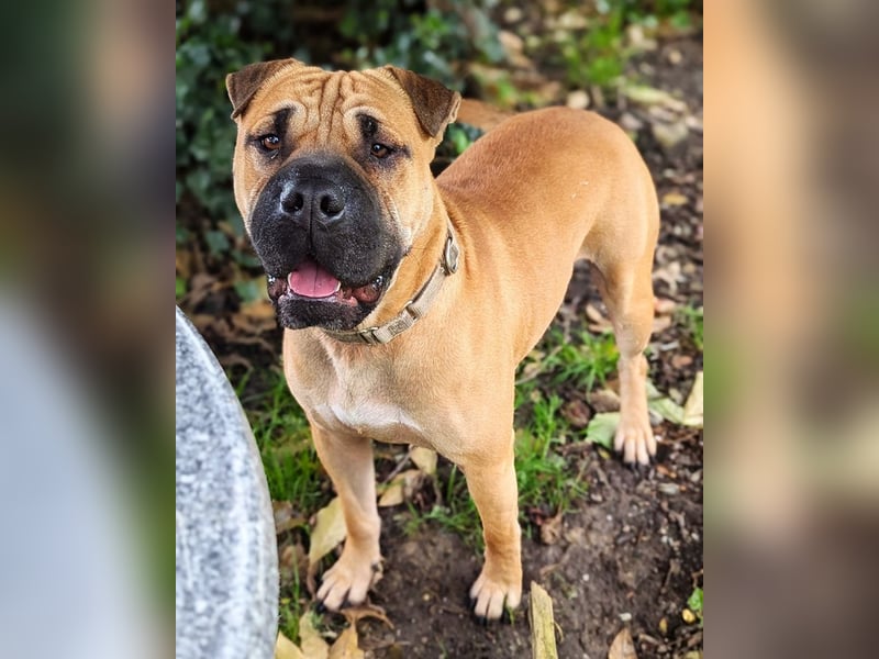 Moncho sucht Pflege- oder Endstelle