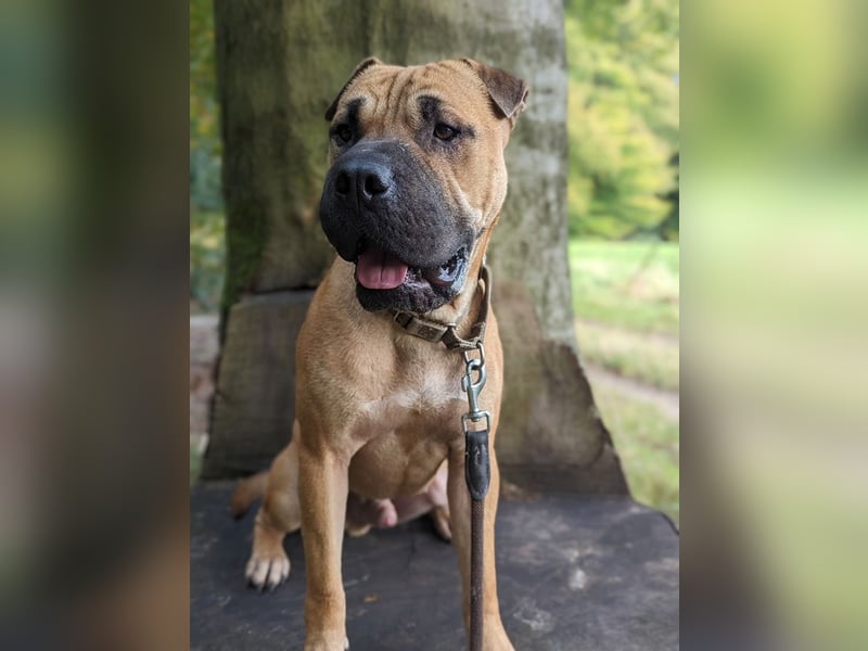 Moncho sucht Pflege- oder Endstelle