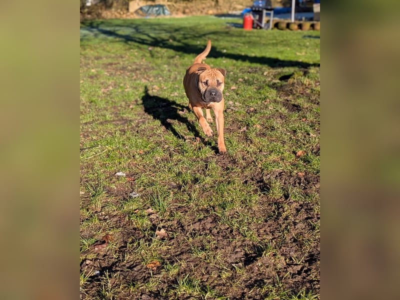 Moncho sucht Pflege- oder Endstelle