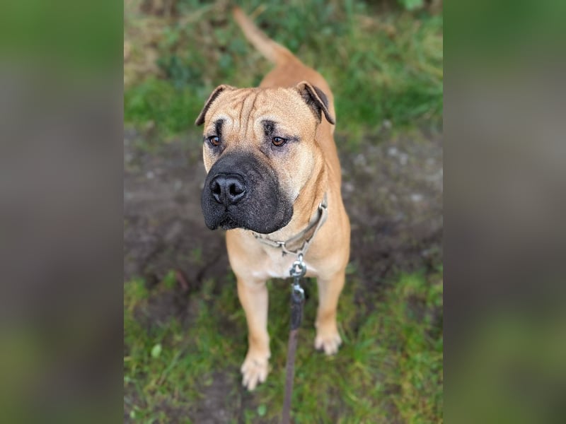 Moncho sucht Pflege- oder Endstelle