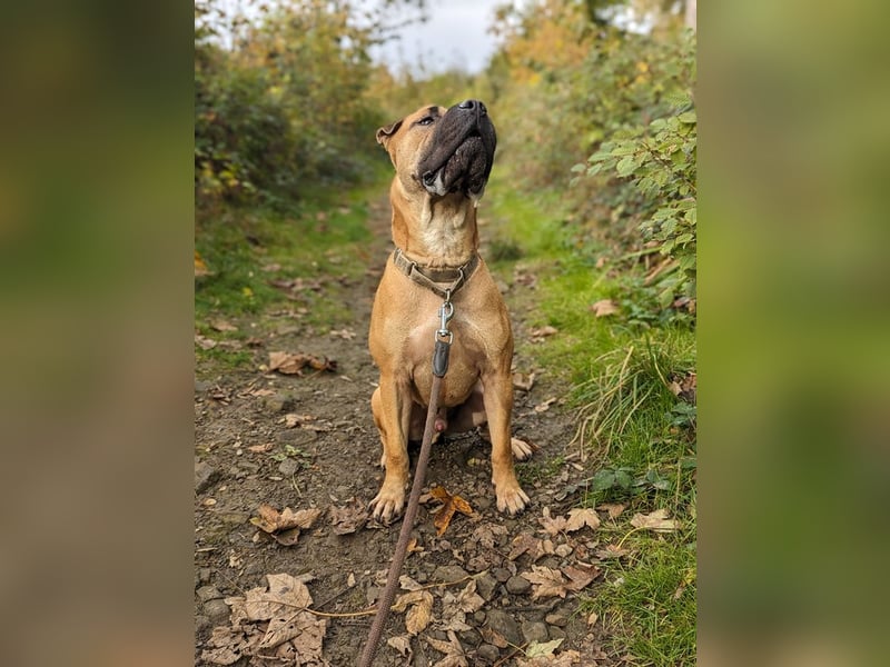 Moncho sucht Pflege- oder Endstelle