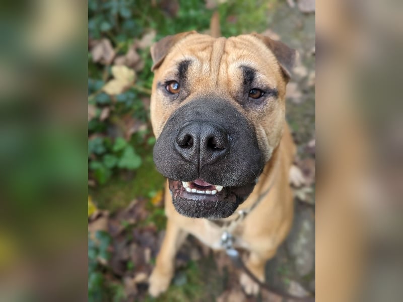 Moncho sucht Pflege- oder Endstelle