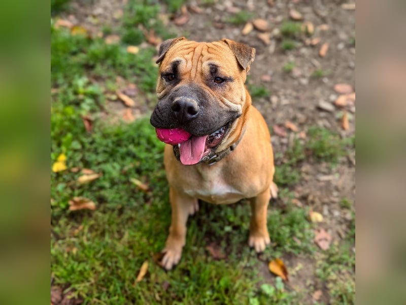 Moncho sucht Pflege- oder Endstelle