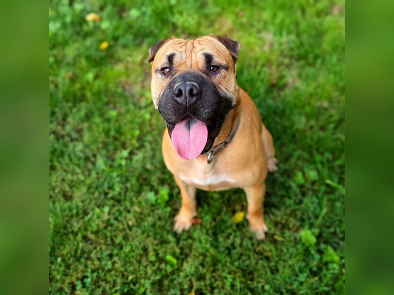 Moncho sucht Pflege- oder Endstelle