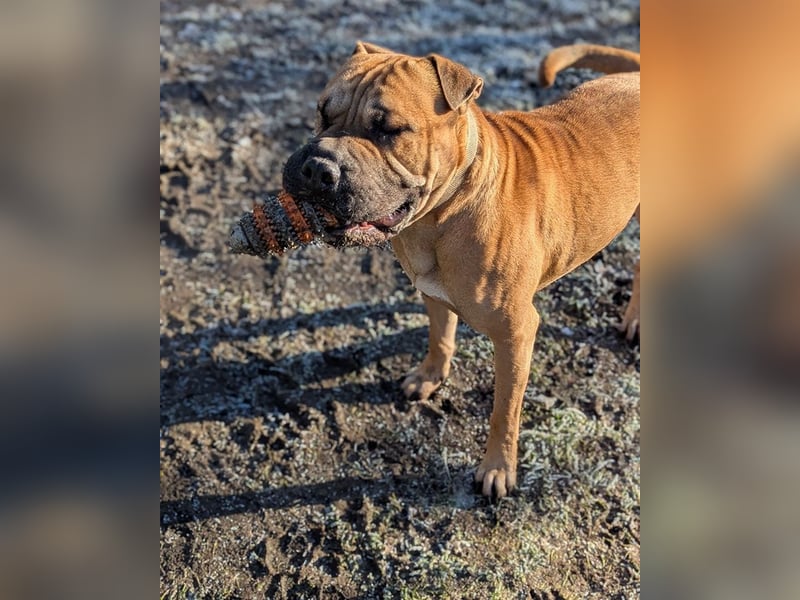 Moncho sucht Pflege- oder Endstelle