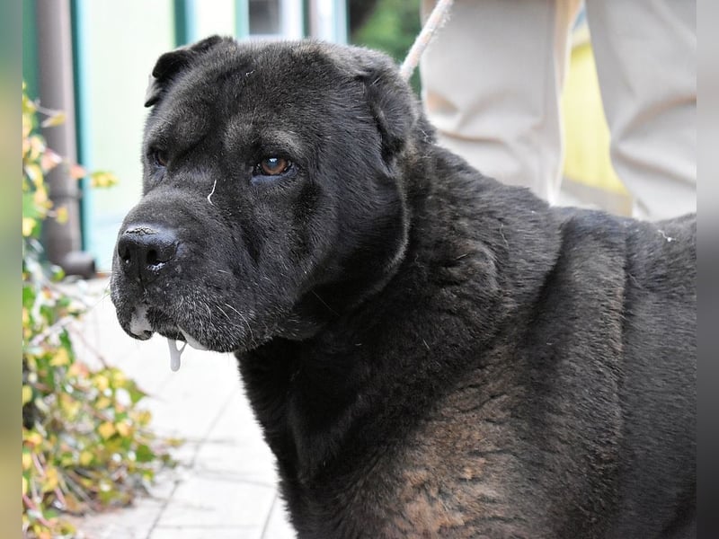 Morgan - wird hoffentlich alles besser