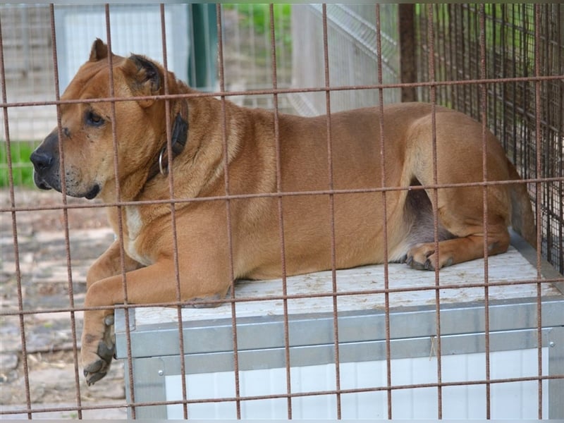 Notfall „Orion“, sucht dringend, ca. 5 Jahre alt, rechtes Auge blind