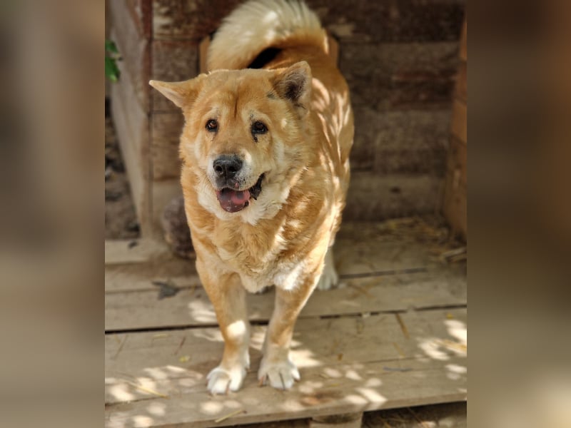Kleine Knautschnase „Leon“ (Sharpei-Mix), ca. 13 Jahre alt, gut verträglich, sehr lieb