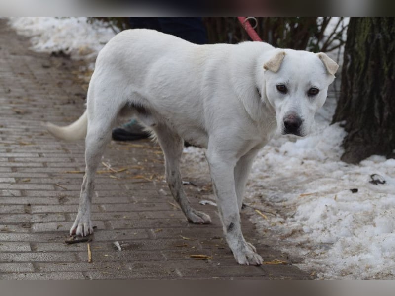 Dustin - anfangs etwas vorsichtig, verschmust & freundlich
