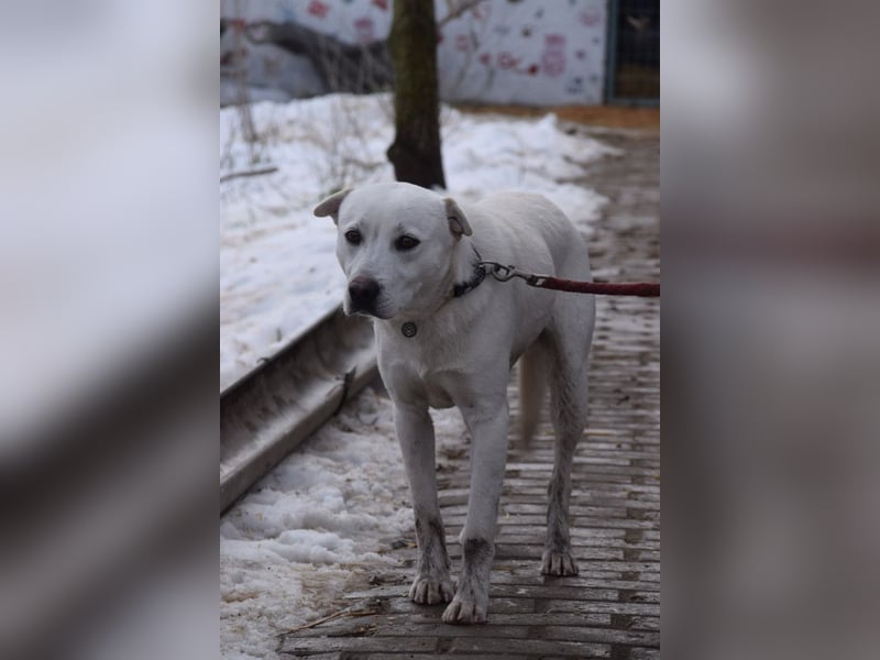 Dustin - anfangs etwas vorsichtig, verschmust & freundlich