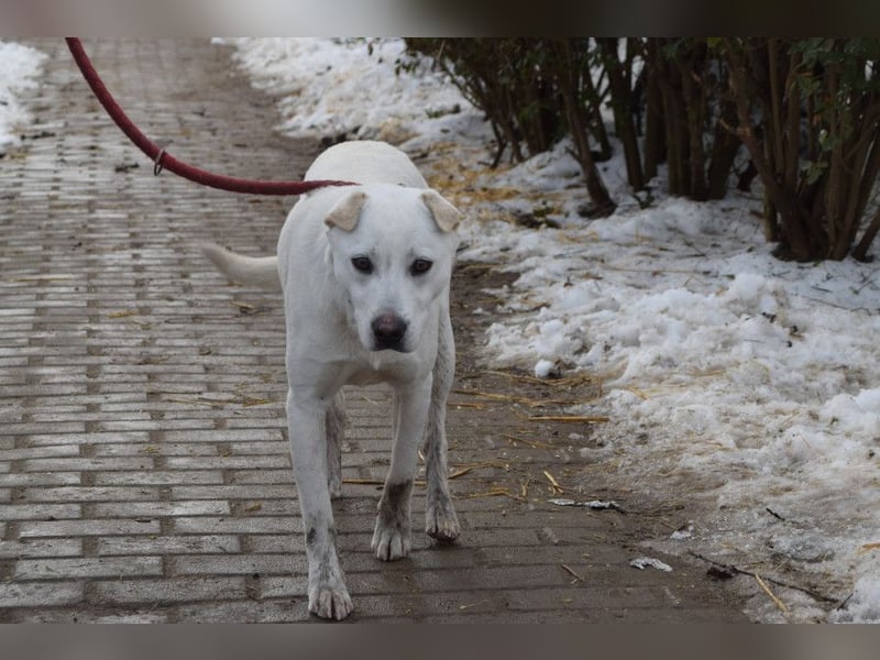 Dustin - anfangs etwas vorsichtig, verschmust & freundlich