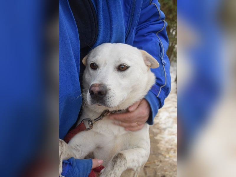 Dustin - anfangs etwas vorsichtig, verschmust & freundlich