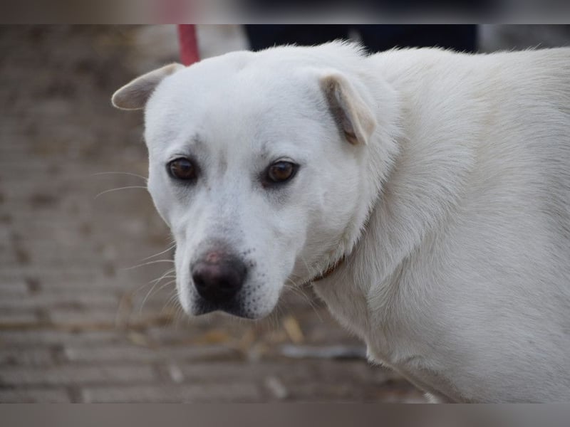 Dustin - anfangs etwas vorsichtig, verschmust & freundlich