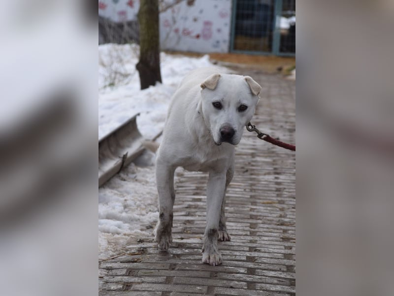 Dustin - anfangs etwas vorsichtig, verschmust & freundlich