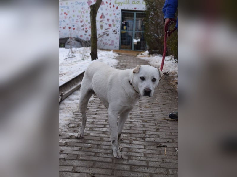 Dustin - anfangs etwas vorsichtig, verschmust & freundlich