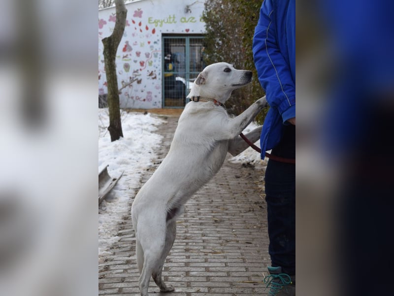 Dustin - anfangs etwas vorsichtig, verschmust & freundlich