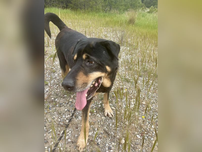 Kuschelbär SHARPI auf der Suche nach einer eigenen Familie!