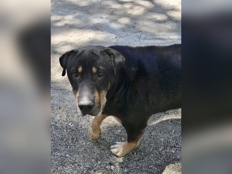 Kuschelbär SHARPI auf der Suche nach einer eigenen Familie!