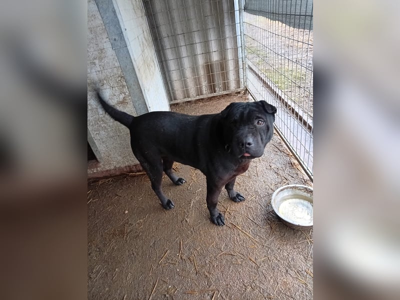 Padre-PP - besonderer Shar-Pei-Mischling sucht besondere Menschen