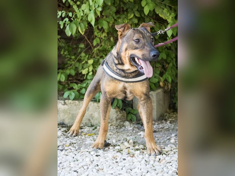 Bono KK – Junger Hundemann sucht aktive Menschen fürs Leben 