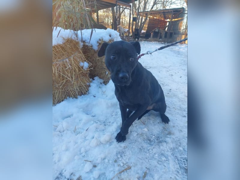 Csongor VA – sucht Sicherheit !