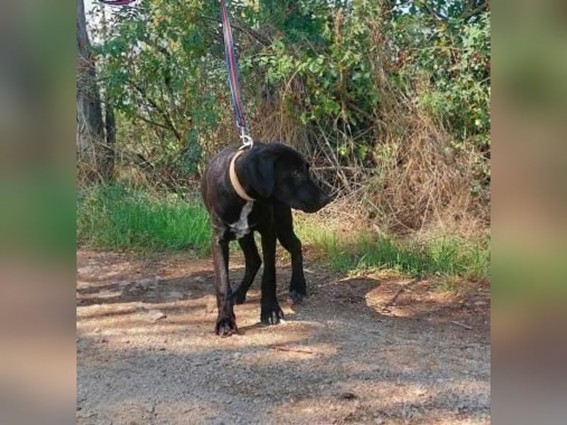 Akeno-VA – Freundlicher Jungspund mit bestem Familienhund-Potenzial