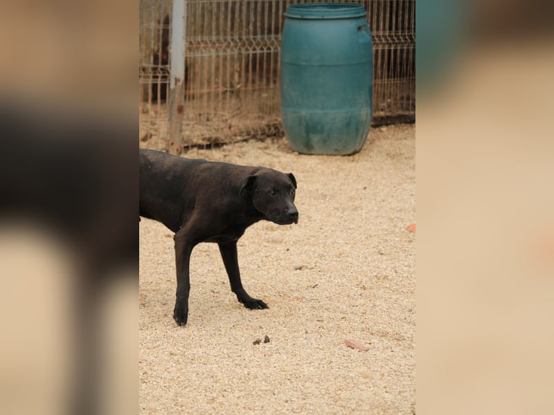 Csongor VA – sucht Sicherheit !