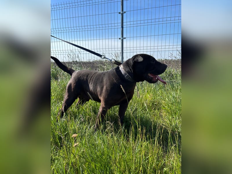 Padre-PP - besonderer Shar-Pei-Mischling sucht besondere Menschen
