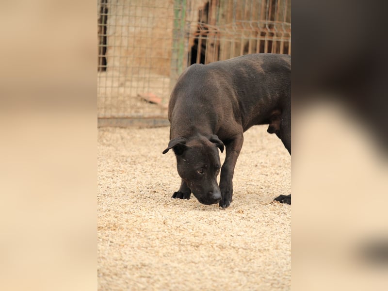 Csongor VA – sucht Sicherheit !