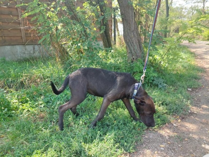 Apacs-Va – Jung, liebevoll und bereit für ihr eigenes Zuhause