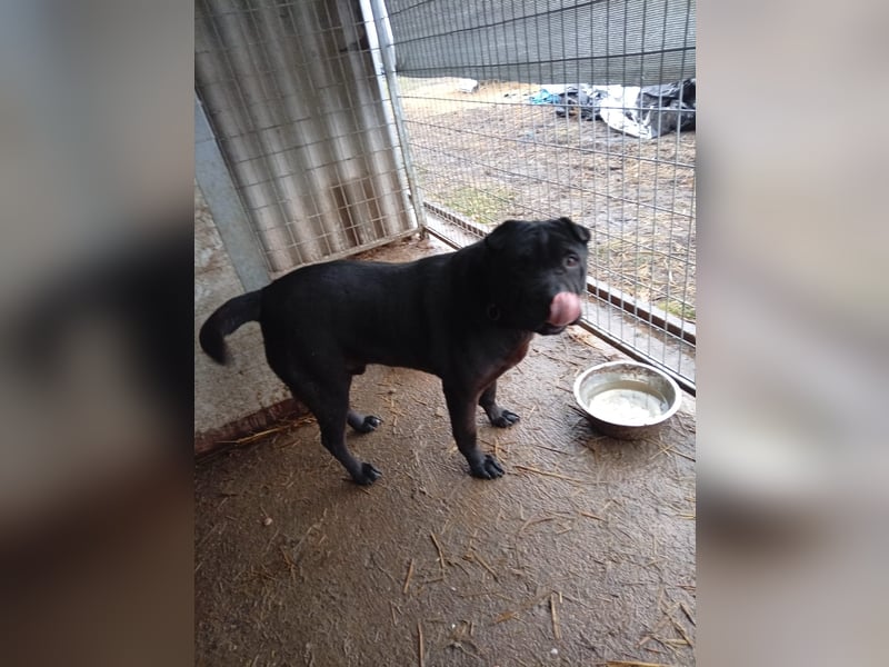 Padre-PP - besonderer Shar-Pei-Mischling sucht besondere Menschen