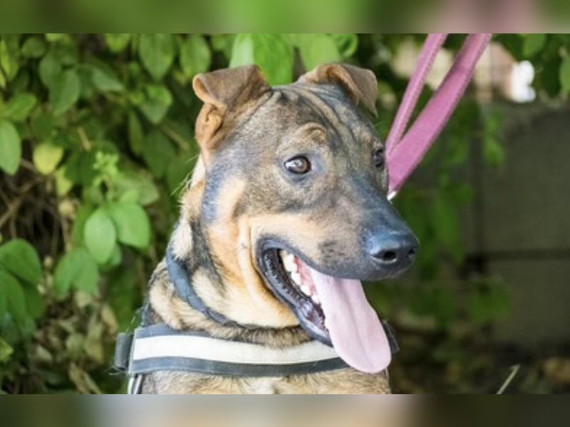 Bono KK – Junger Hundemann sucht aktive Menschen fürs Leben 