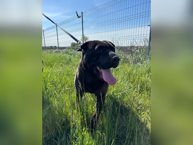 Padre-PP - besonderer Shar-Pei-Mischling sucht besondere Menschen