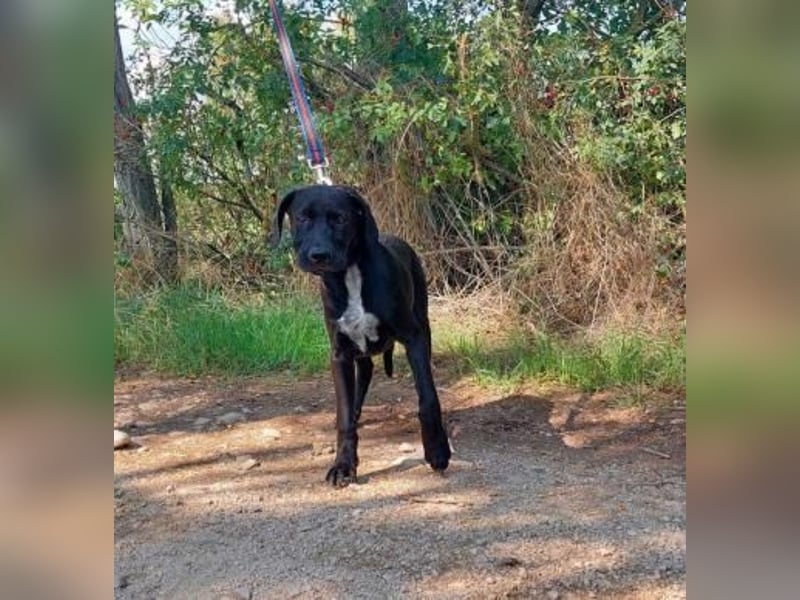 Akeno-VA – Freundlicher Jungspund mit bestem Familienhund-Potenzial