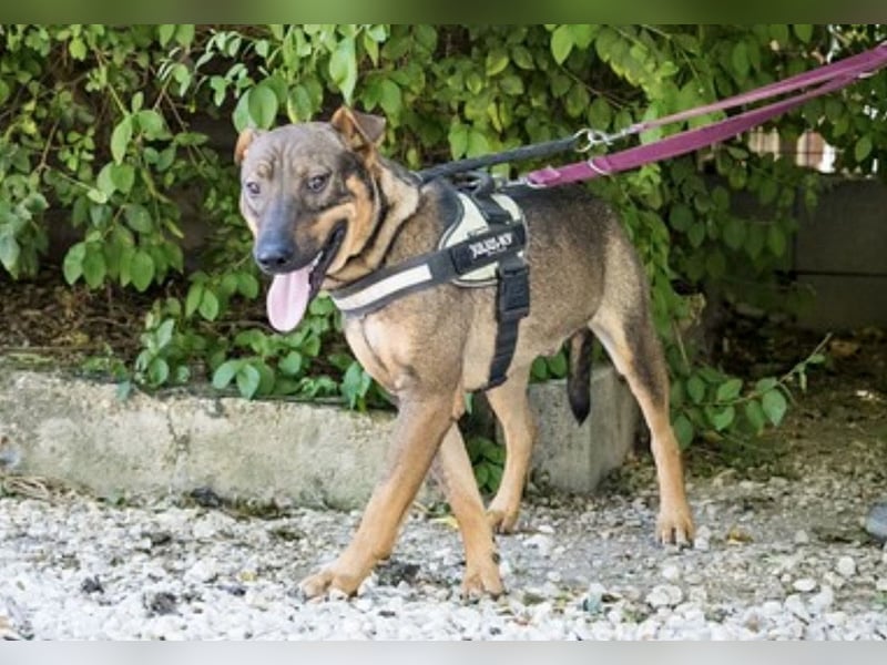 Bono KK – Junger Hundemann sucht aktive Menschen fürs Leben 