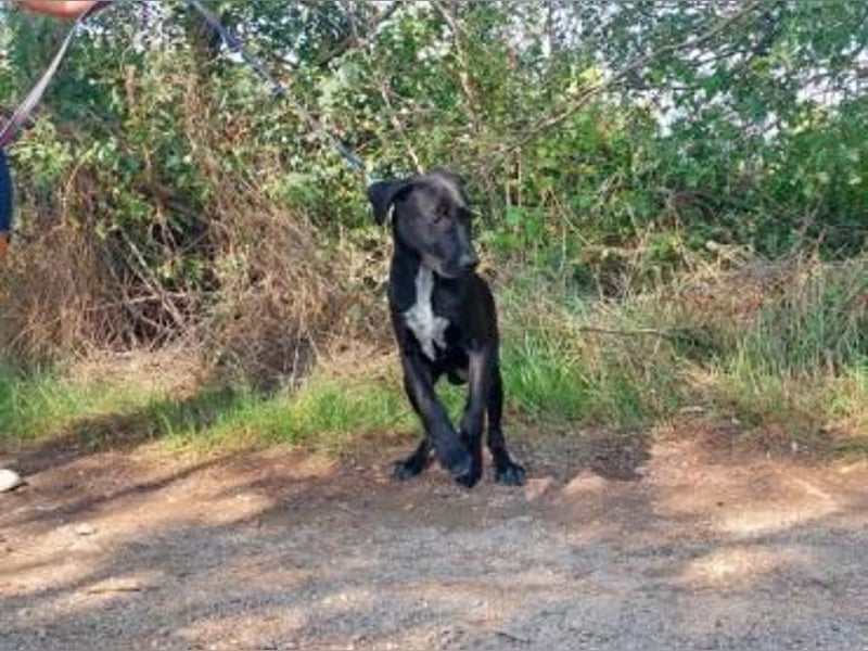 Akeno-VA – Freundlicher Jungspund mit bestem Familienhund-Potenzial