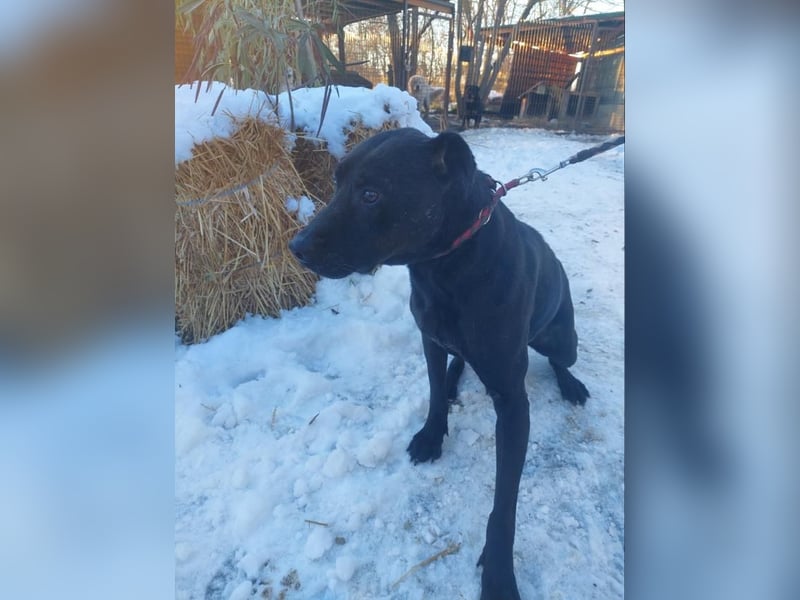 Csongor VA – sucht Sicherheit !