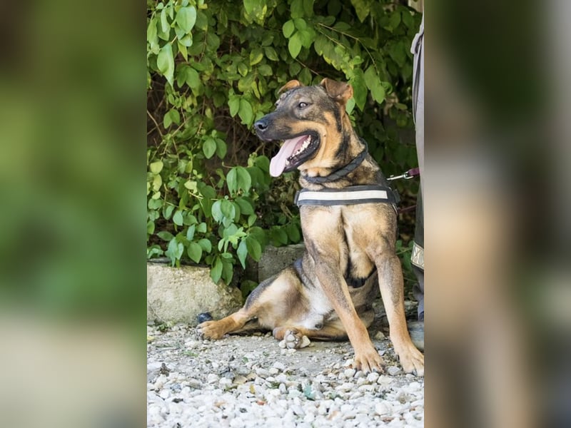Bono KK – Junger Hundemann sucht aktive Menschen fürs Leben 